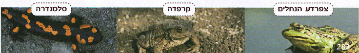 (בספר שלוש תמונות:) צפרדע הנחלים, קרפדה, סלמנדרה.